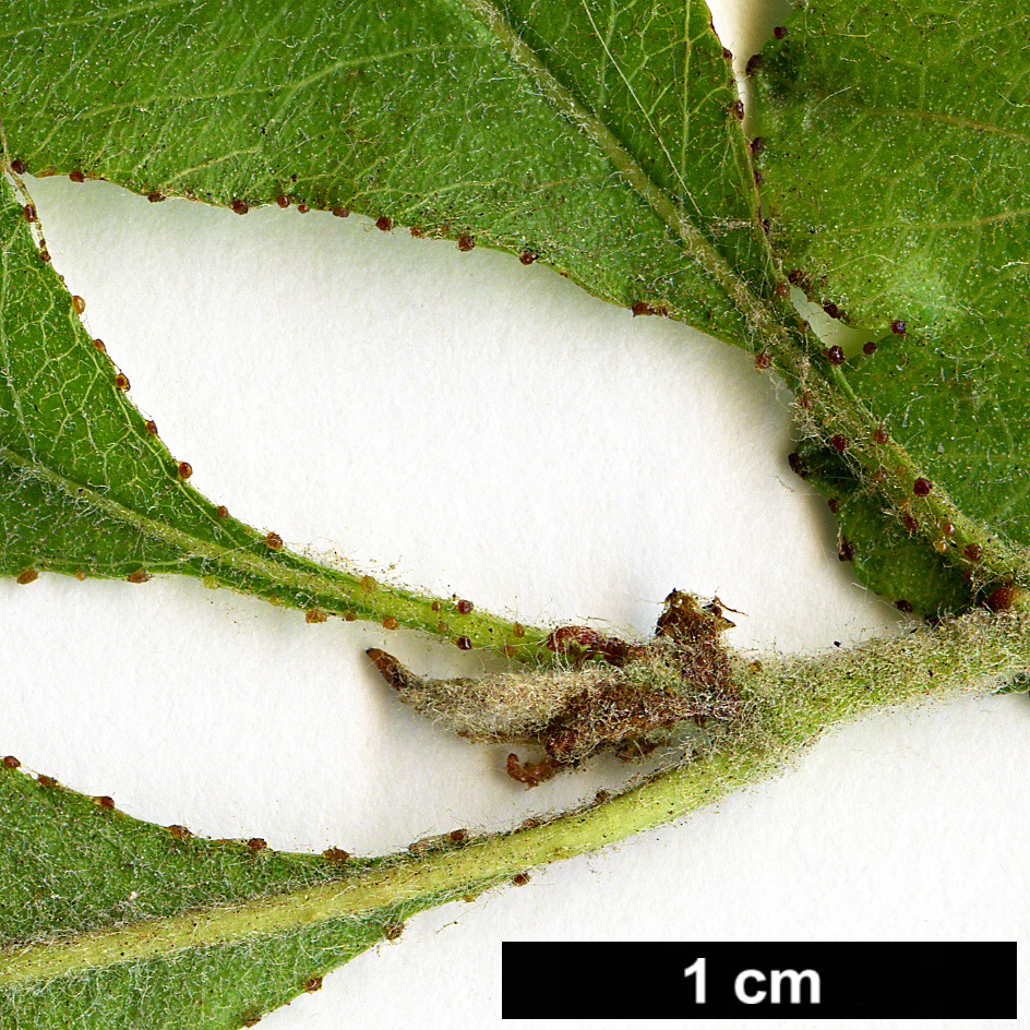 High resolution image: Family: Rosaceae - Genus: Crataegus - Taxon: lassa - SpeciesSub: var. colonica
